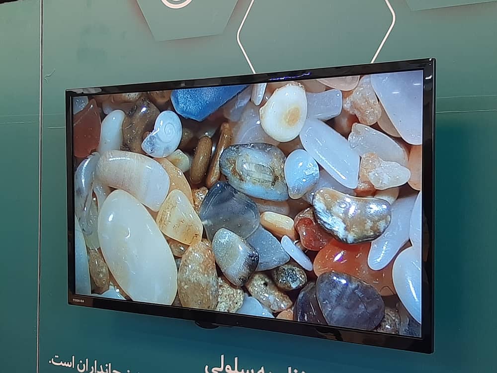 گالری باشگاه زیست